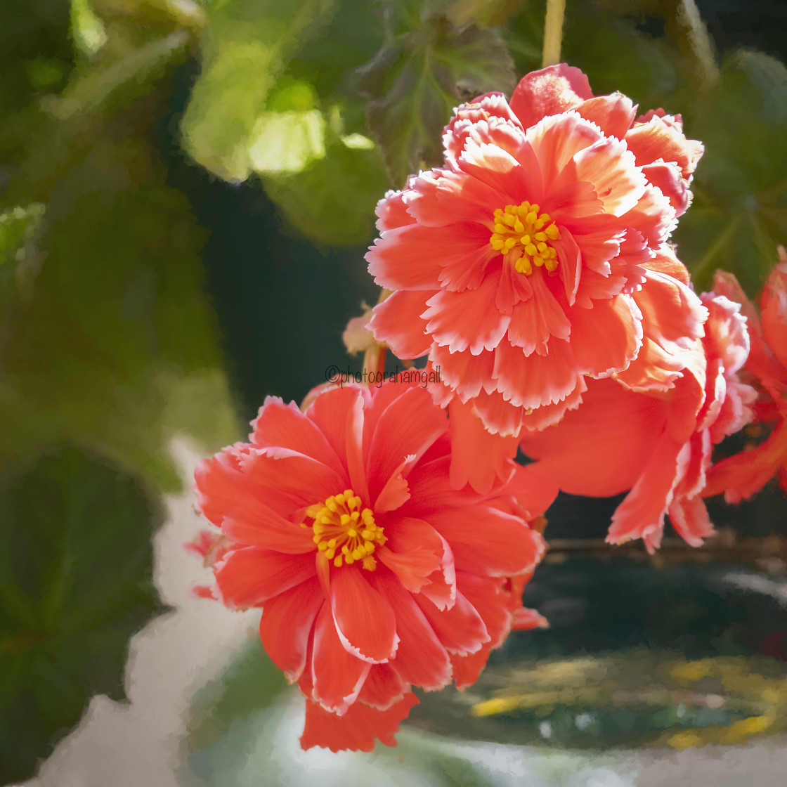 "Begonia#2" by Graham Gall - £35.00 "Begonia#2" stock image