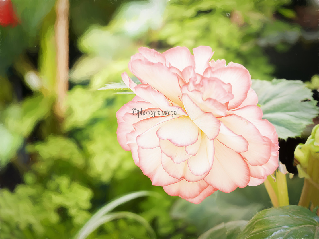 "Begonia#1" by Graham Gall - £35.00 "Begonia#1" stock image