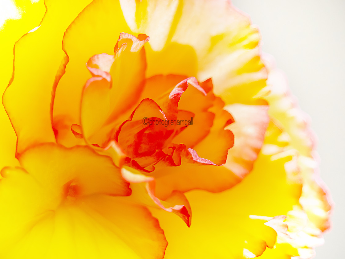"Begonia#4" by Graham Gall - £35.00 "Begonia#4" stock image