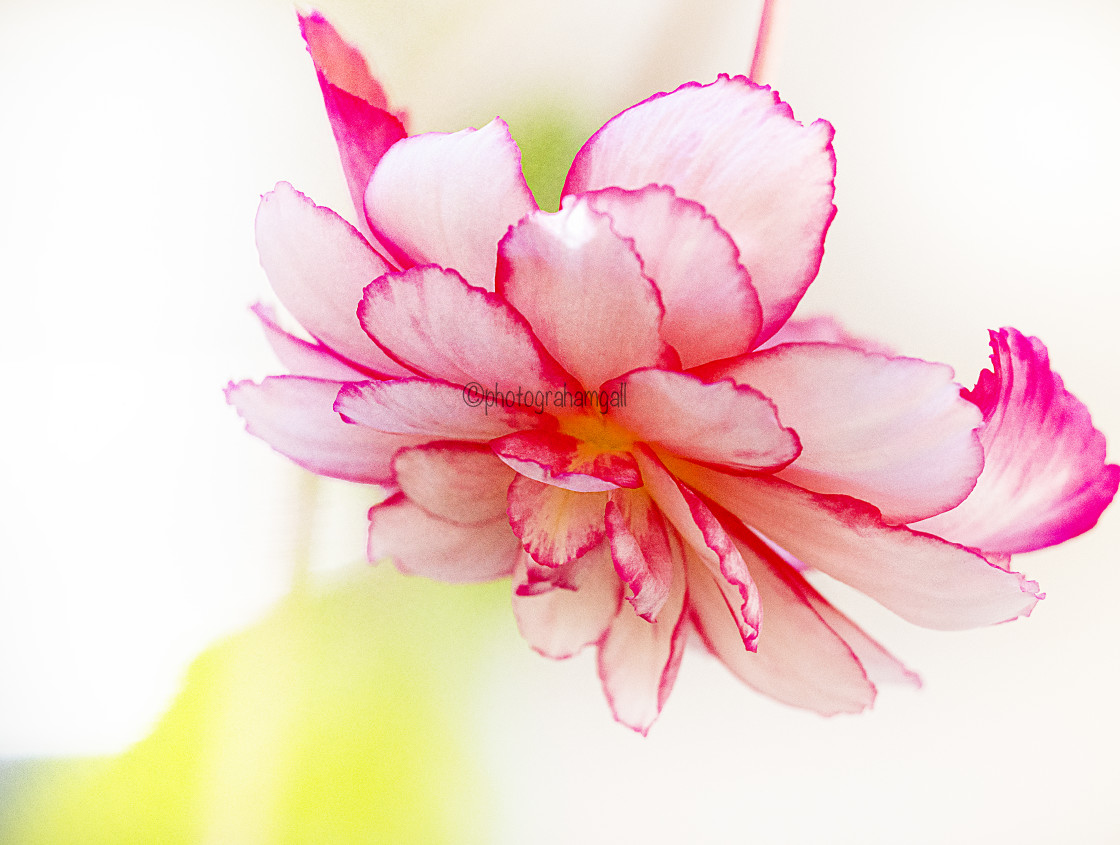 "Begonia#7" by Graham Gall - £35.00 "Begonia#7" stock image