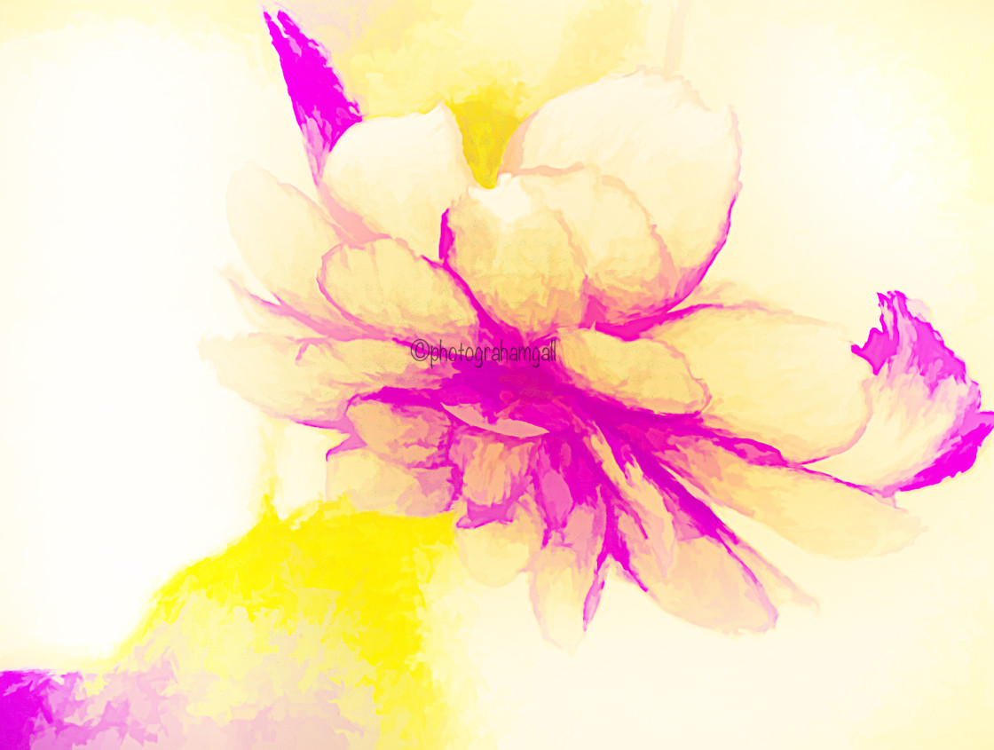 "Begonia#6" by Graham Gall - £35.00 "Begonia#6" stock image