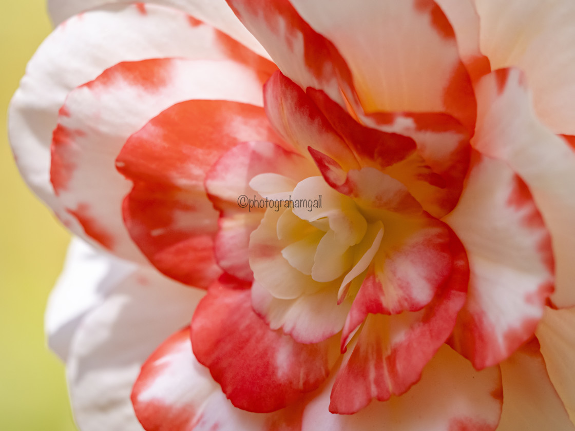 "Begonia#5" by Graham Gall - £35.00 "Begonia#5" stock image