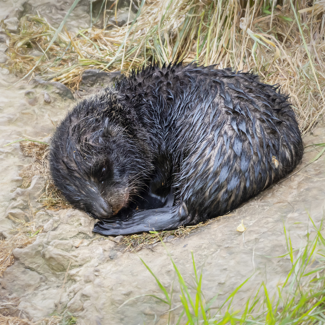 "NZ Fur Seal Pup Sleeping" by Graham Gall - £35.00 "NZ Fur Seal Pup Sleeping" stock image