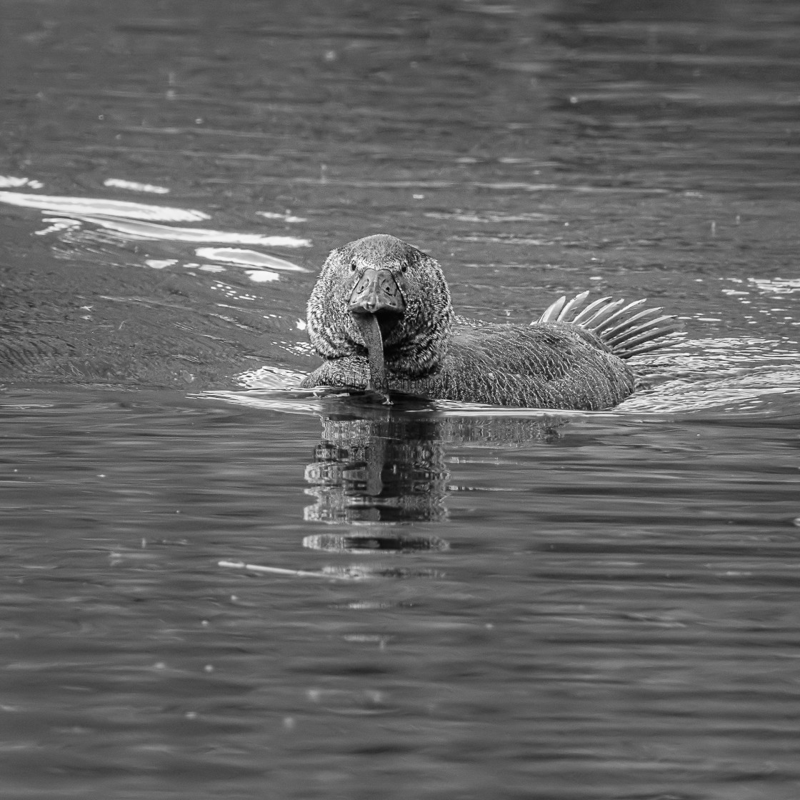 "Musk Duck#1" by Graham Gall - £35.00 "Musk Duck#1" stock image