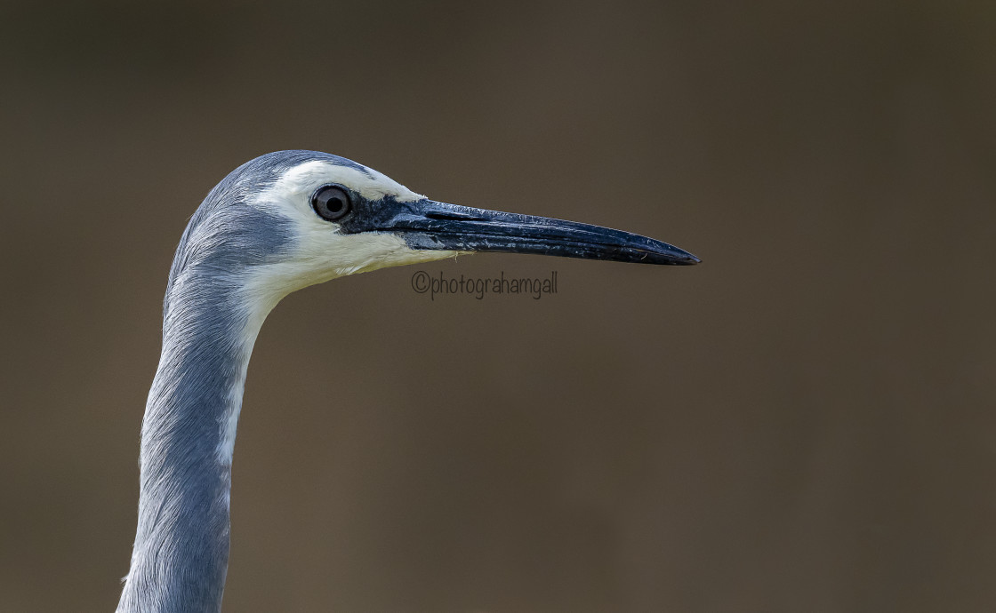 "White-faced Heron" by Graham Gall - £35.00 "White-faced Heron" stock image
