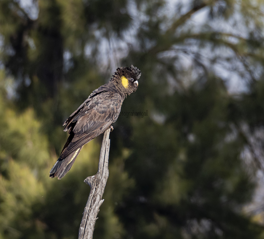 "Yellow-tailed Black Cockatoo" by Graham Gall - £35.00 "Yellow-tailed Black Cockatoo" stock image