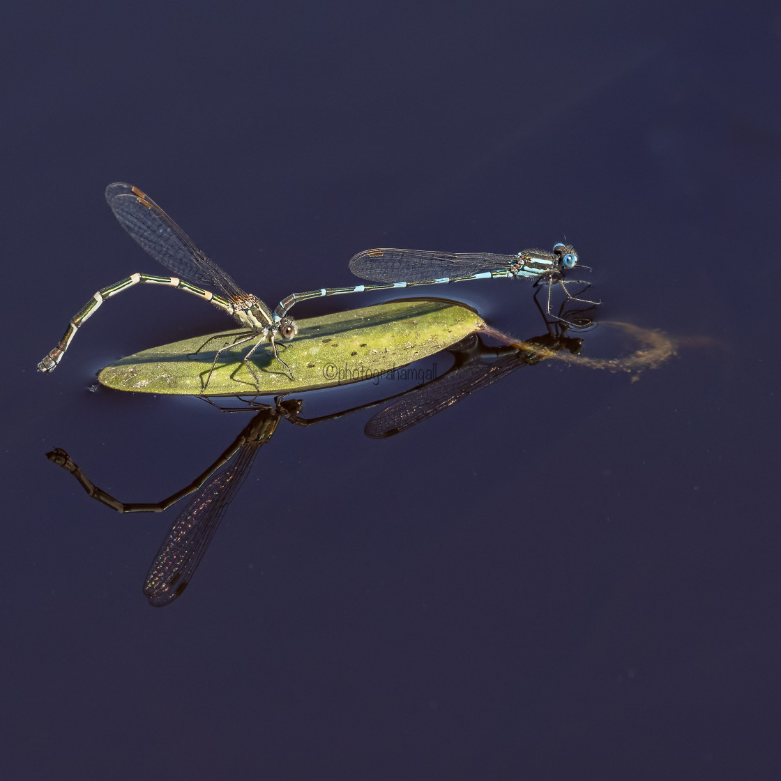 "Damsel Flies Mating" by Graham Gall - £35.00 "Damsel Flies Mating" stock image
