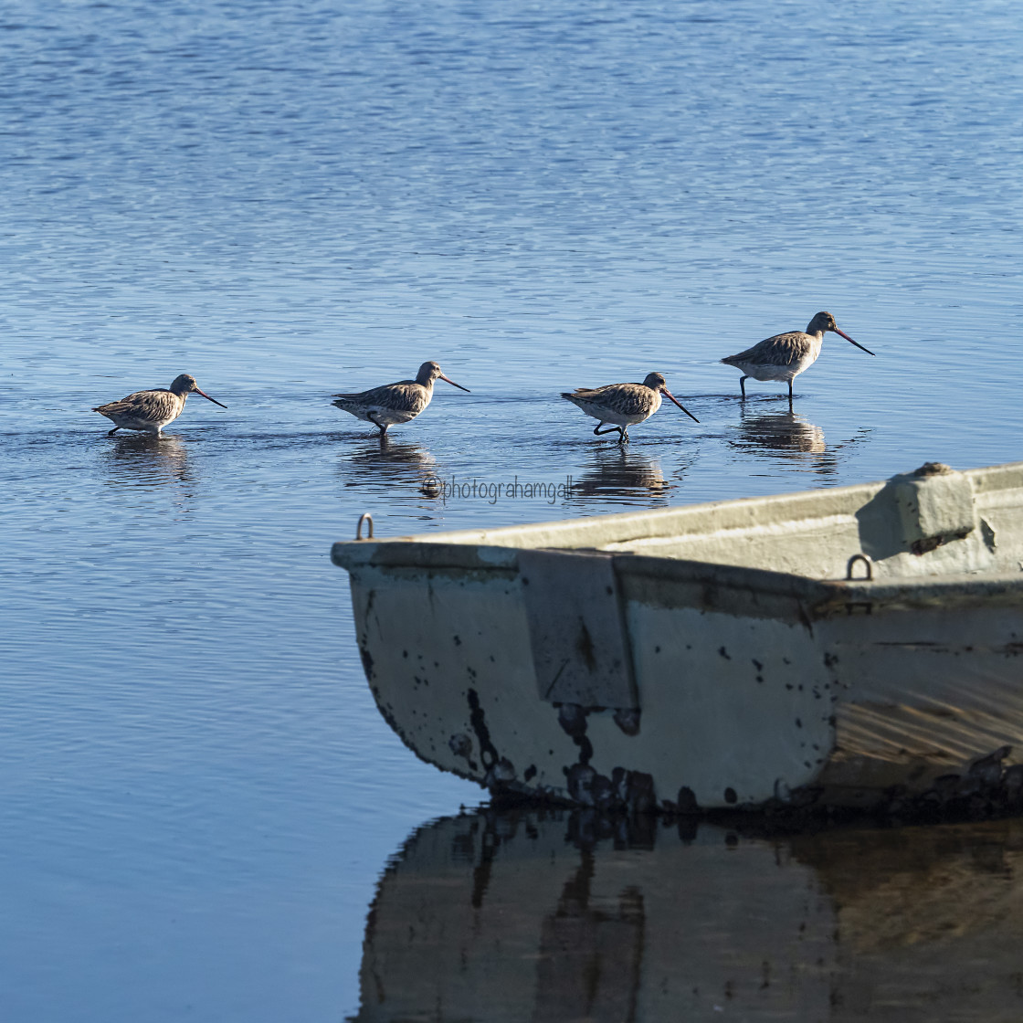 "Bar-tailed Godwit wading" by Graham Gall - £35.00 "Bar-tailed Godwit wading" stock image