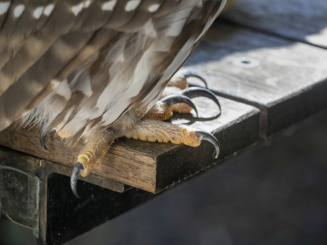 "Barking Owl feet and talons" by Graham Gall - £35.00 "Barking Owl feet and talons" stock image