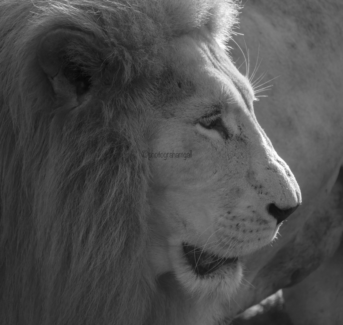"White Lion Male Portrait" stock image