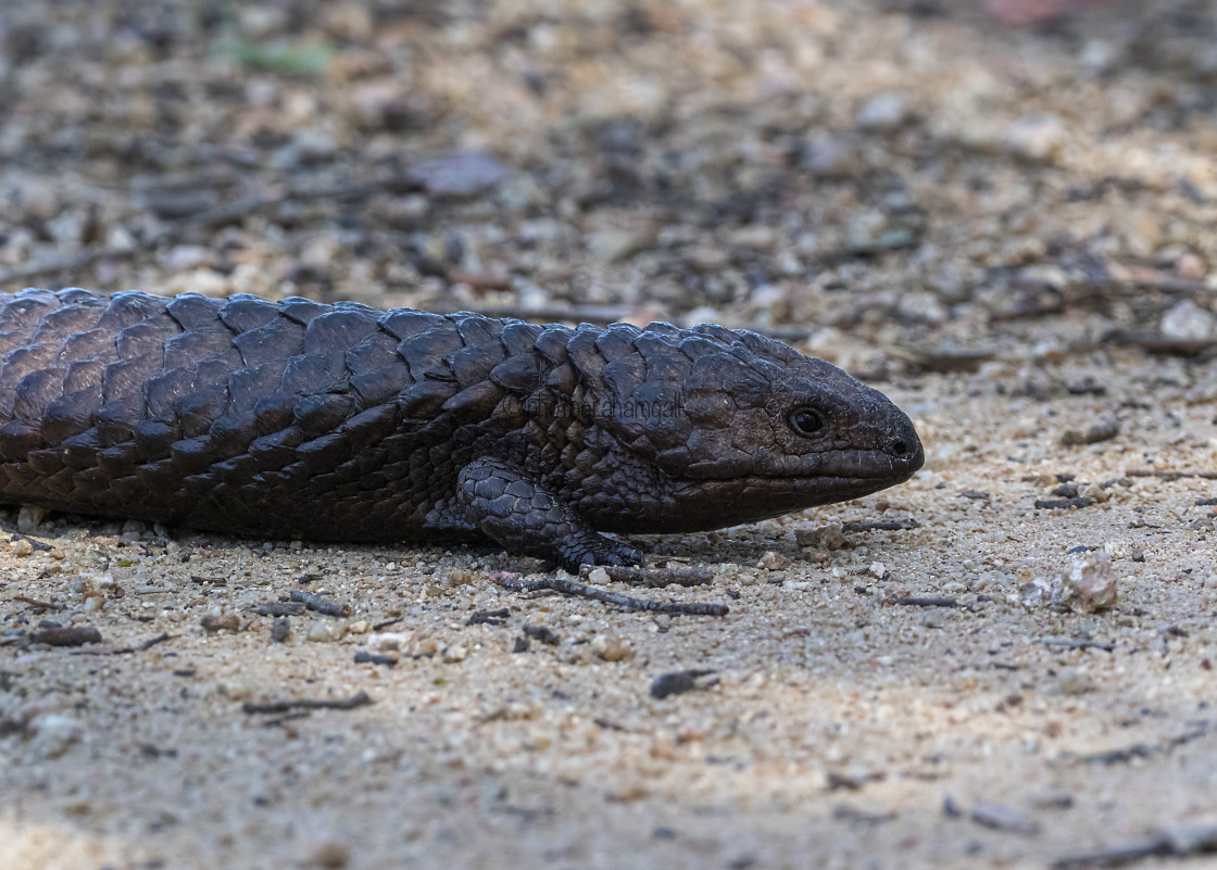 "Shingleback Lizard" by Graham Gall - £35.00 "Shingleback Lizard" stock image