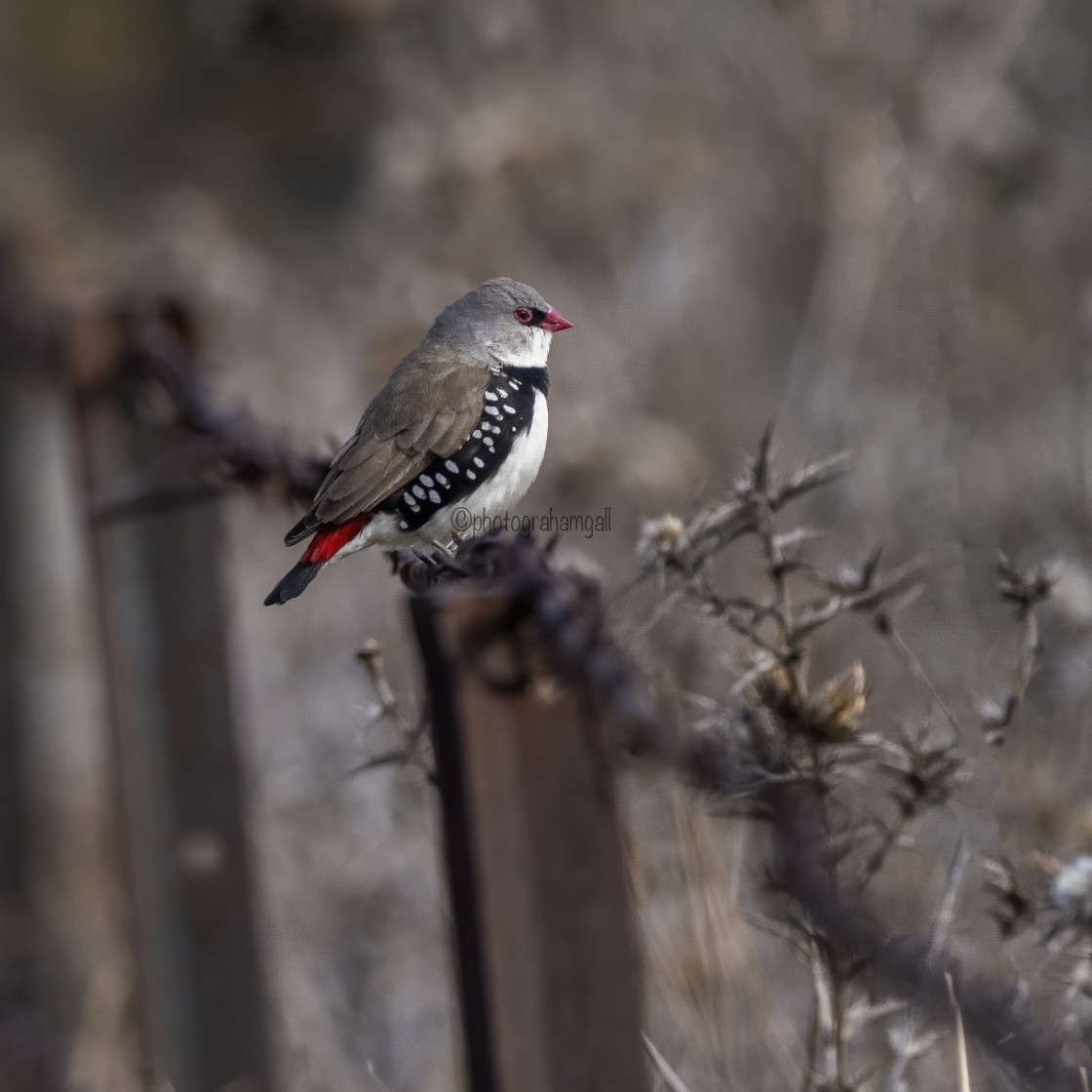 "Diamond Firetail" by Graham Gall - £35.00 "Diamond Firetail" stock image