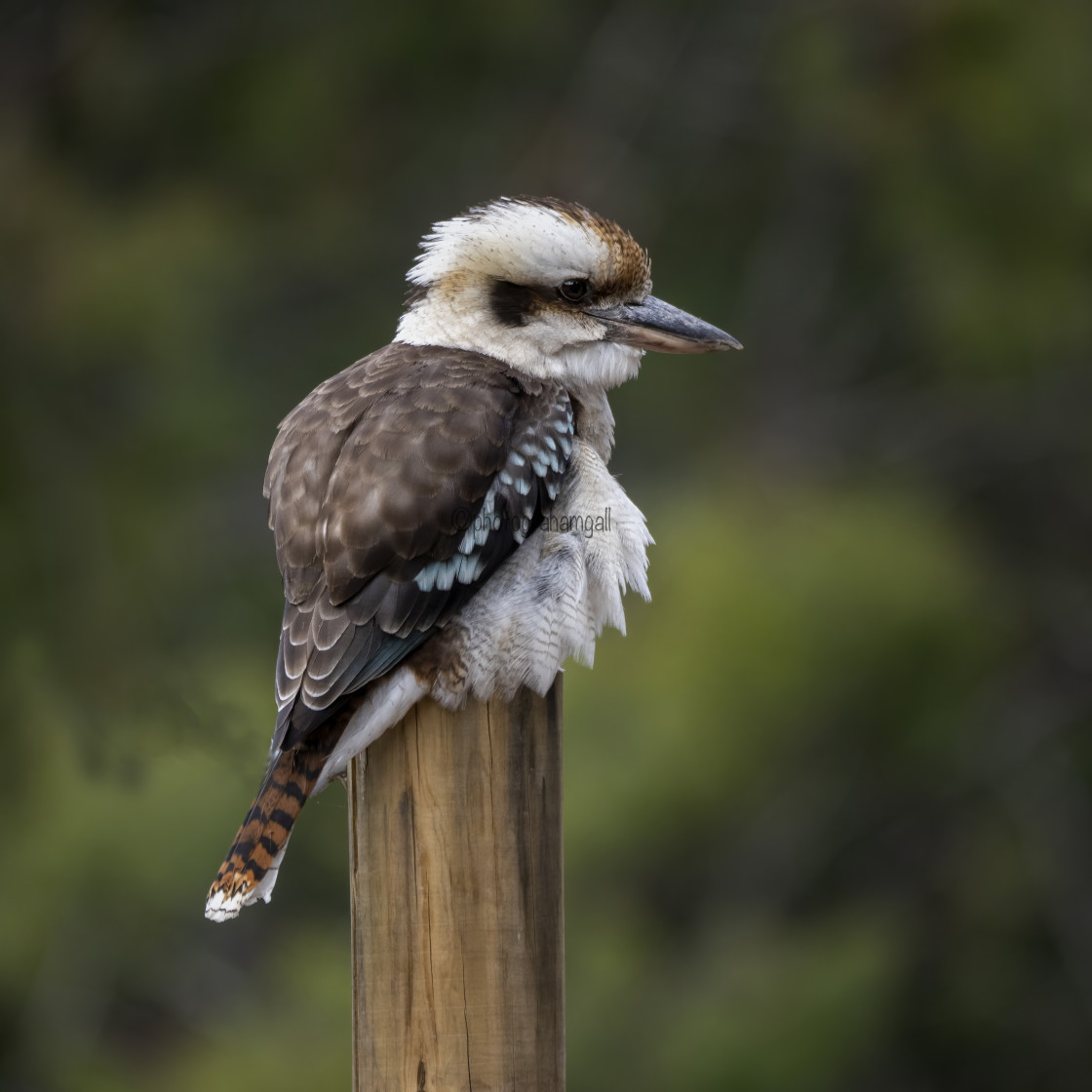 "Kookaburra on a post." by Graham Gall - £35.00 "Kookaburra on a post." stock image