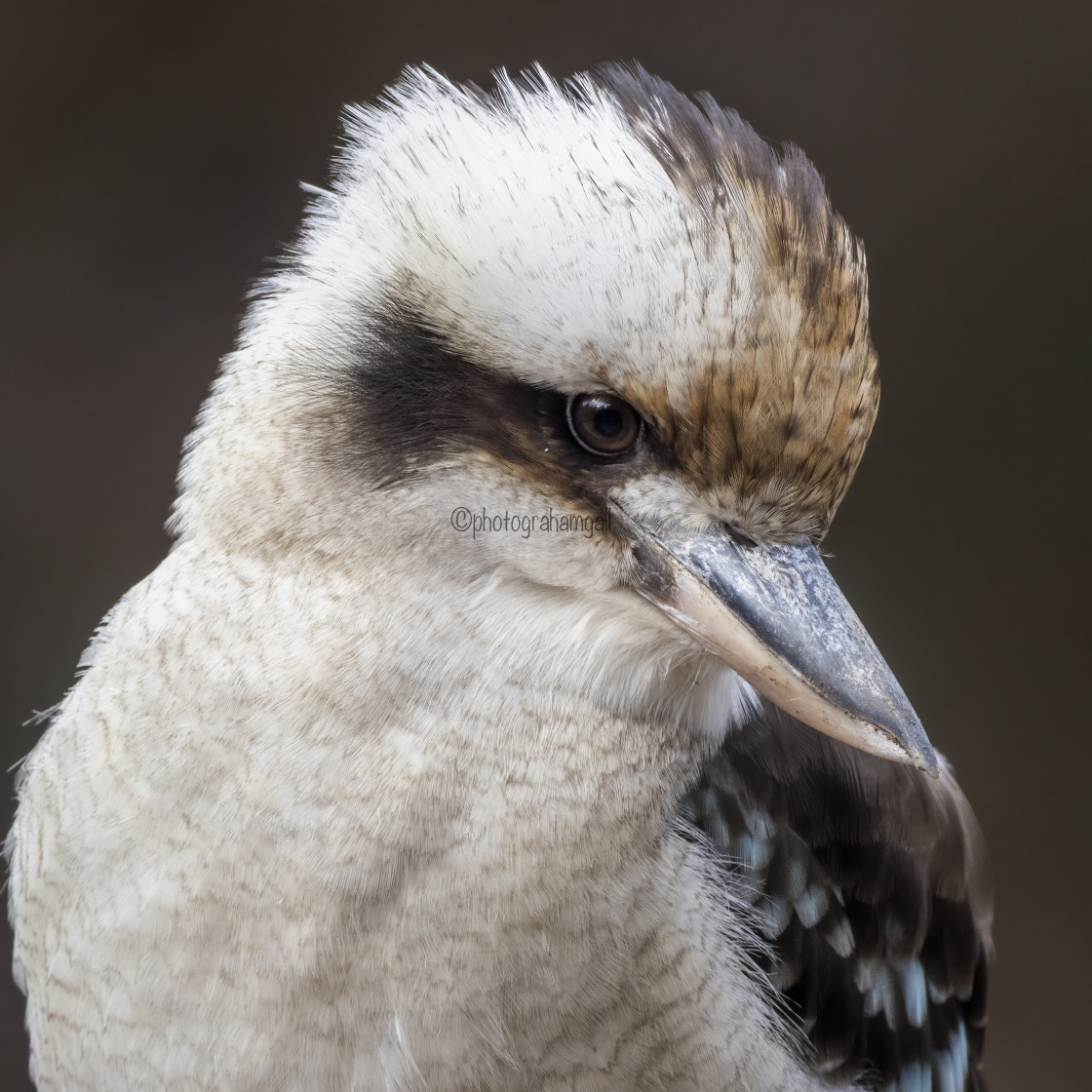 "Laughing Kookaburra Portrait" by Graham Gall - £35.00 "Laughing Kookaburra Portrait" stock image