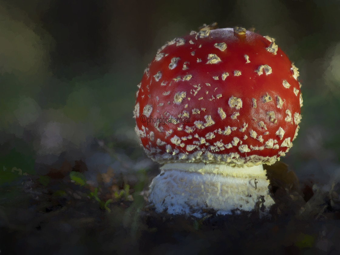 "Fly Agaric" by Graham Gall - £35.00 "Fly Agaric" stock image
