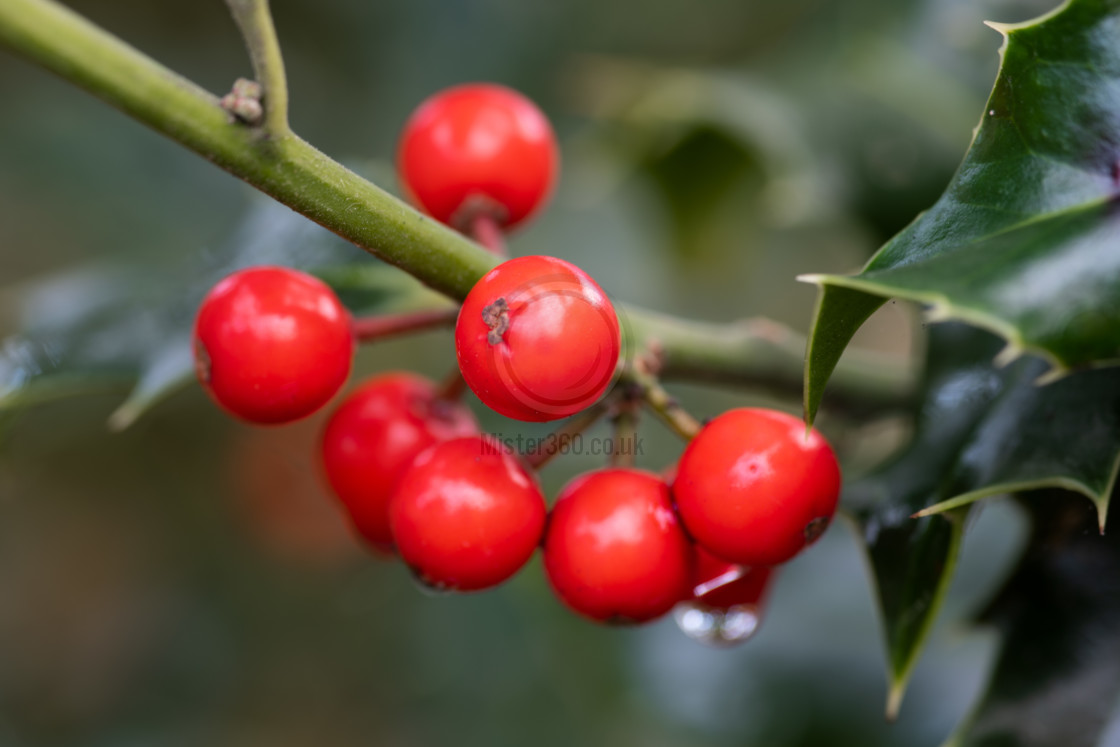 "Holly berries in the rain, macro" by Mister 360 - £10.00 "Holly berries in the rain, macro" stock image