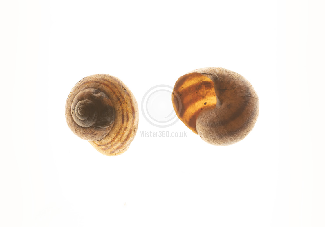 "Two empty snail shells, macro" by Mister 360 - £10.00 "Two empty snail shells, macro" stock image