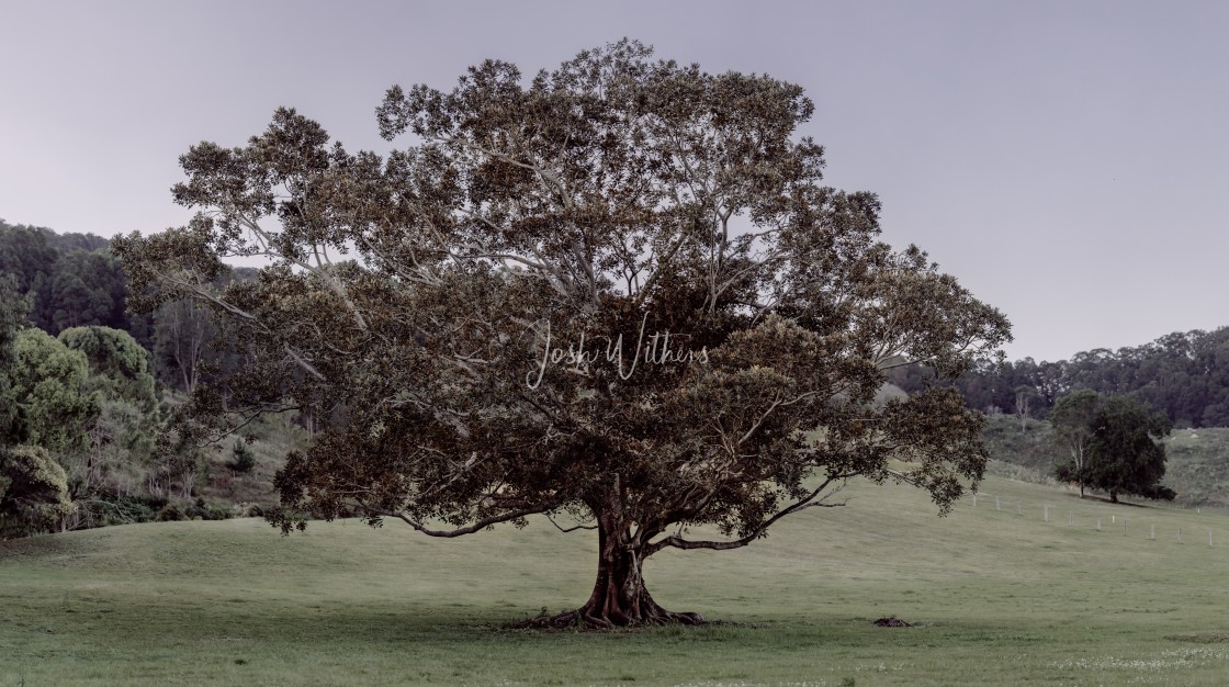 "Currumbin Valley tree" stock image