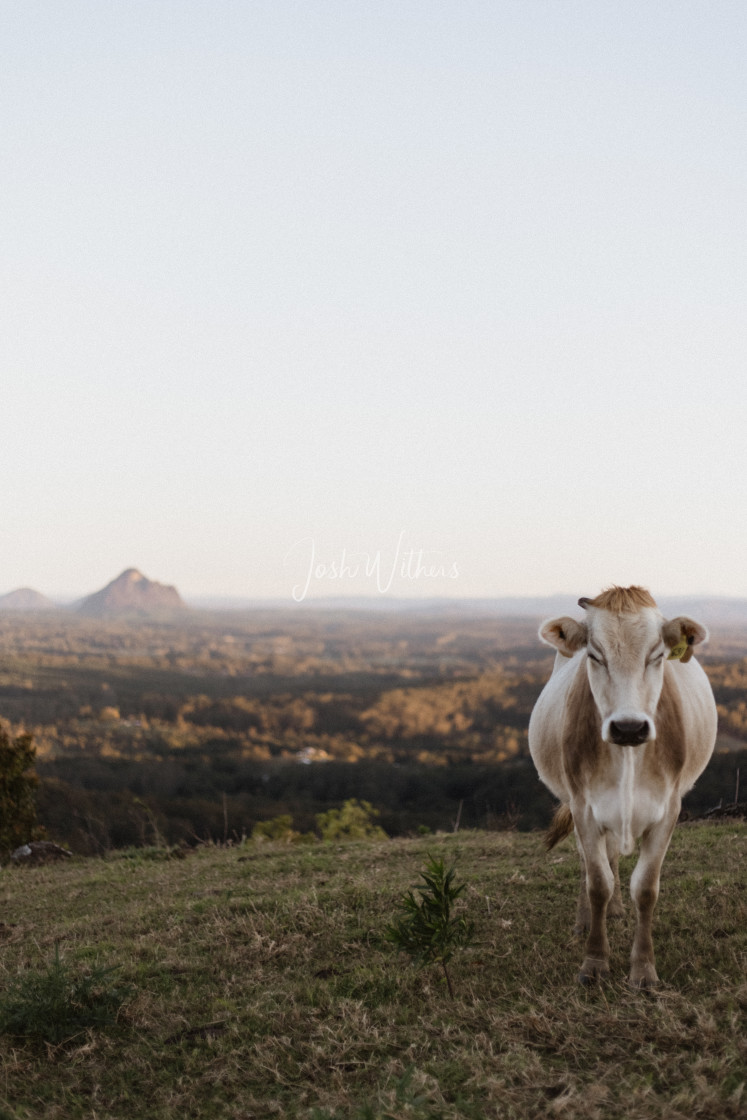 "Glasshouse cow" stock image