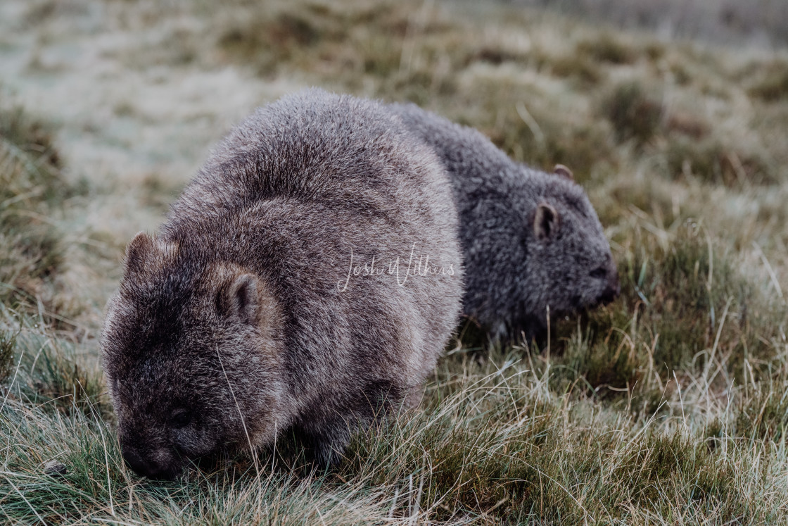 "Wombat" stock image