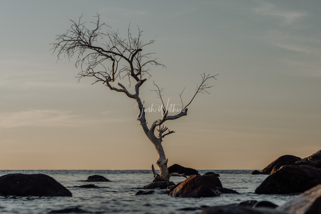 "Froggy's tree" stock image