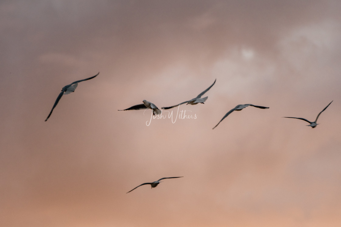 "Birds" stock image