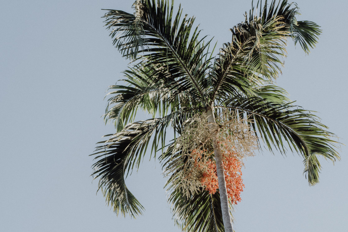 "Palm" stock image