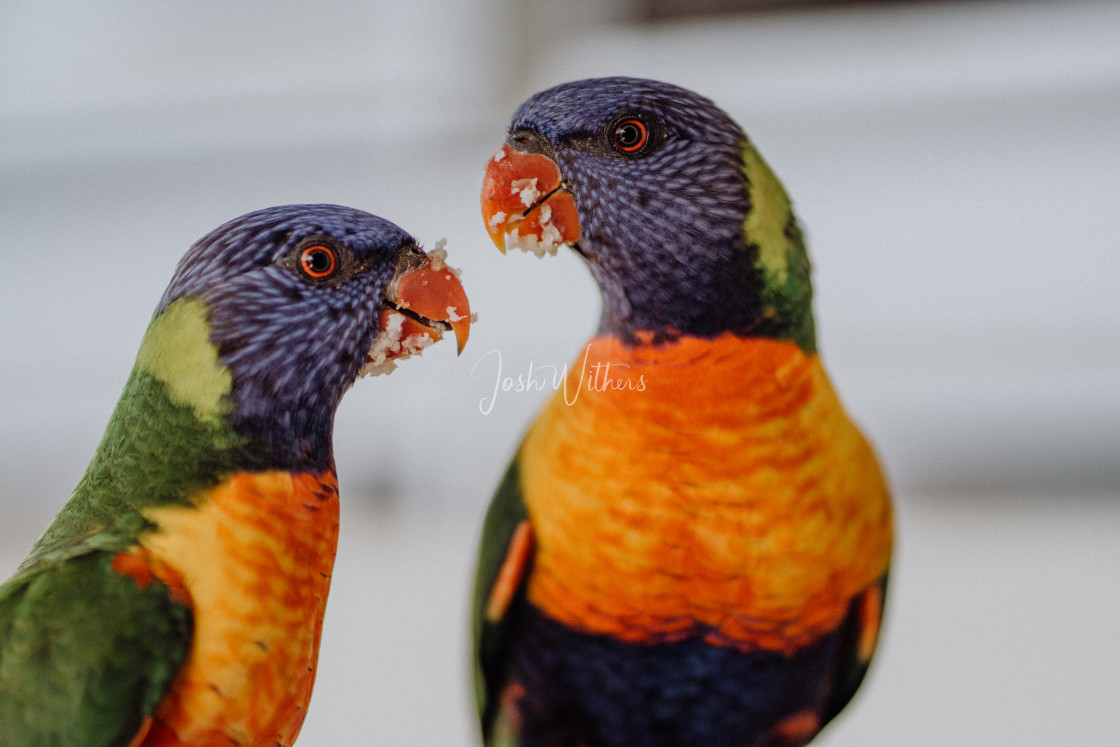 "Sticky beak" stock image