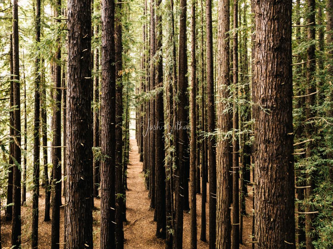 "Redwoods" stock image