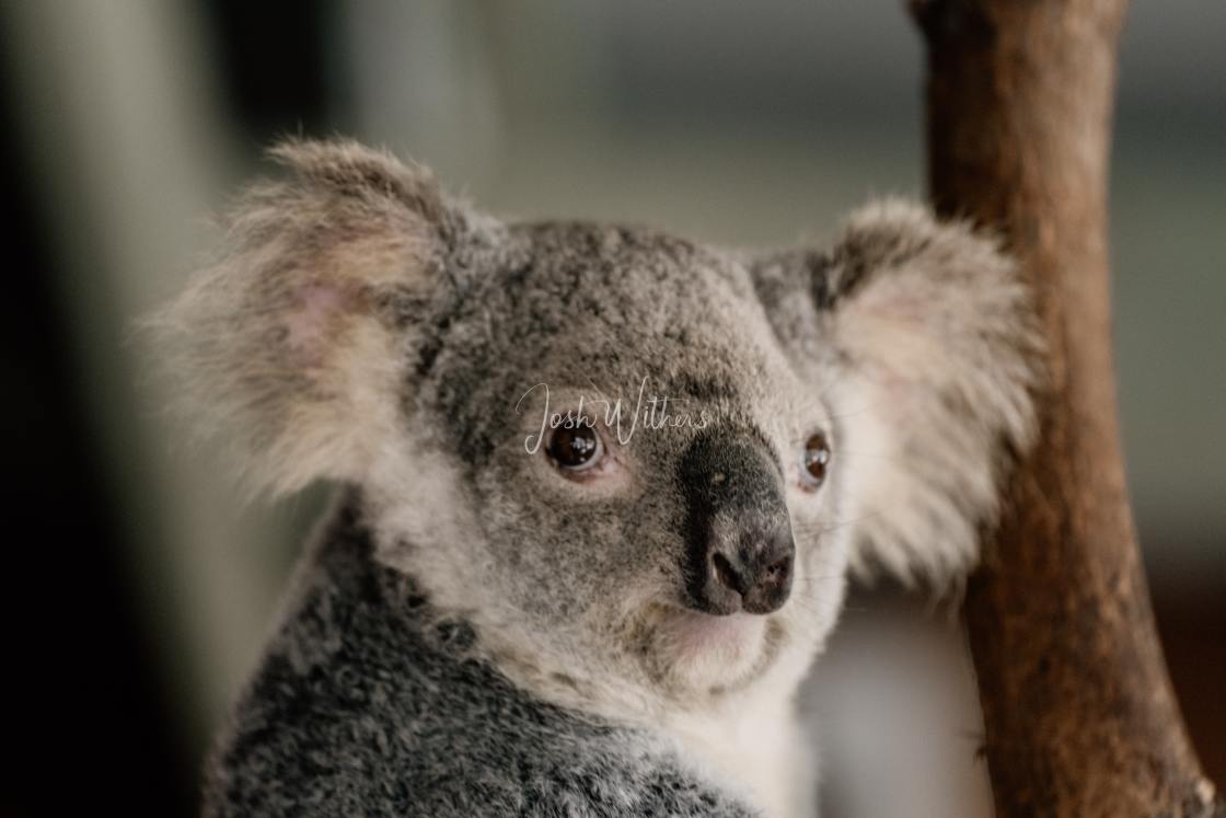 "Koala bare" stock image