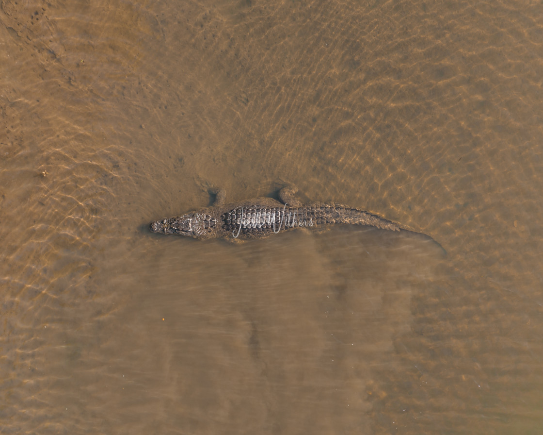 "The crocodile you don't see" stock image