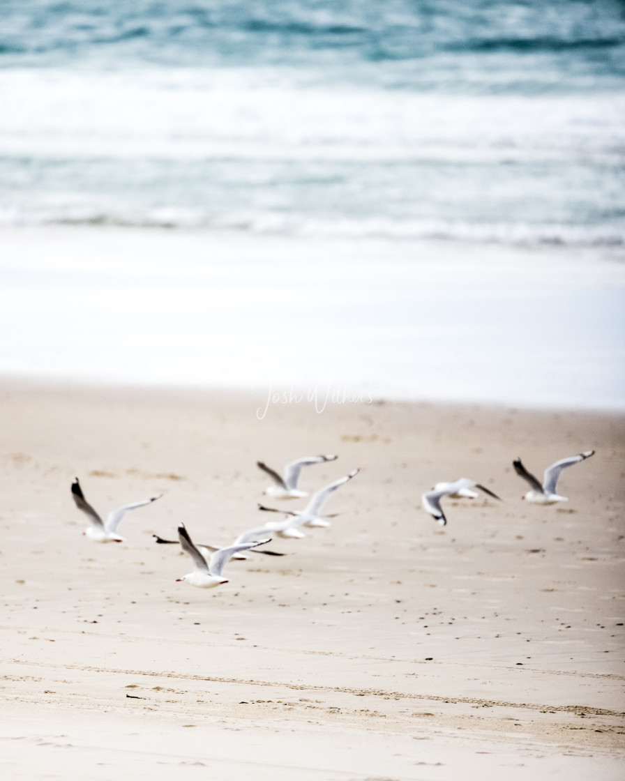 "The seagull race" stock image