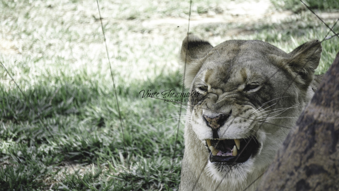 "Lioness" stock image