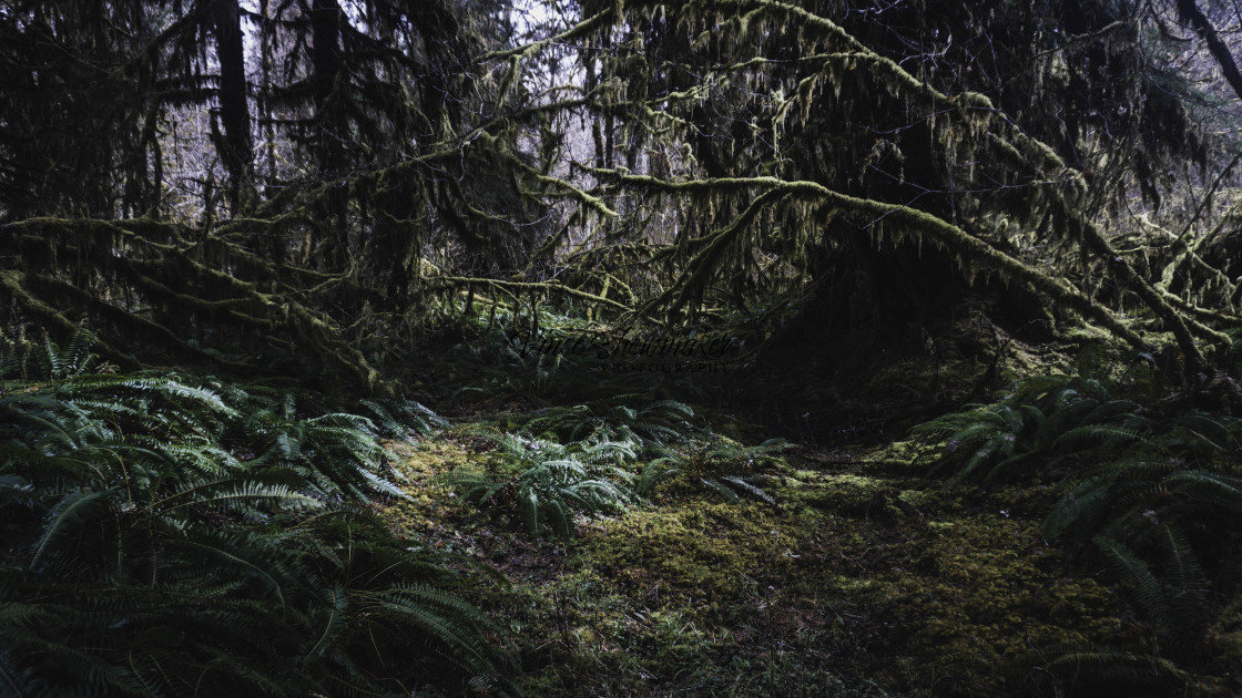 "North American Rainforest" stock image