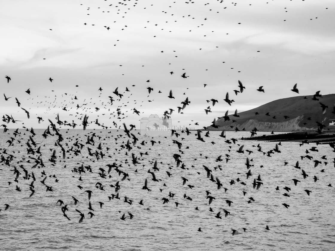 "Starling Murmuration" stock image