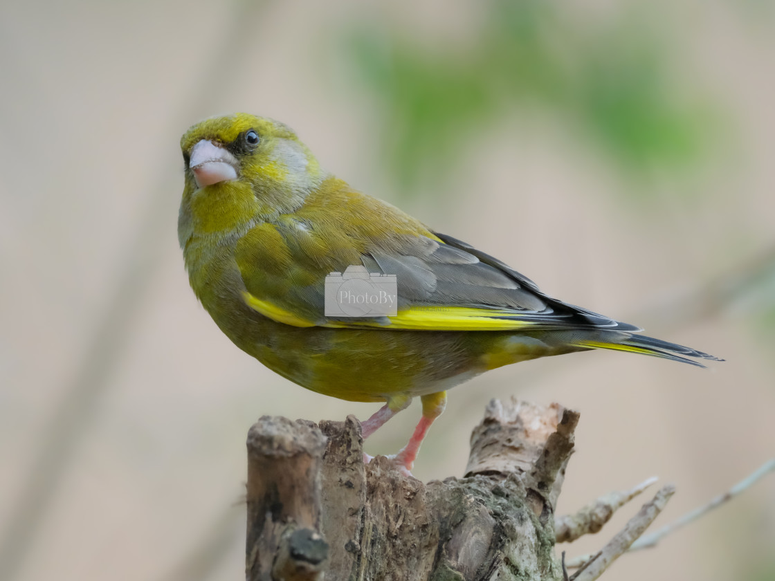 "Greenfinch" stock image