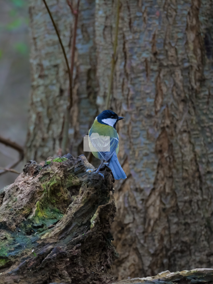 "Great Tit" stock image