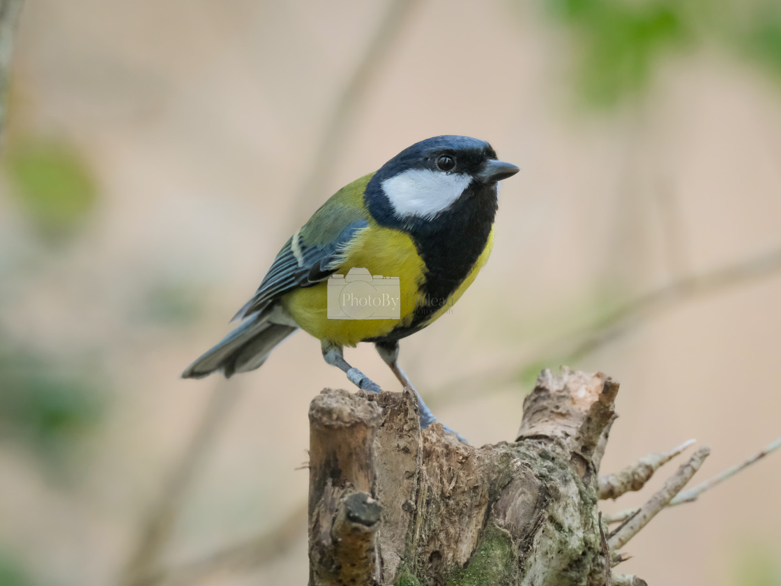 "Great Tit" stock image