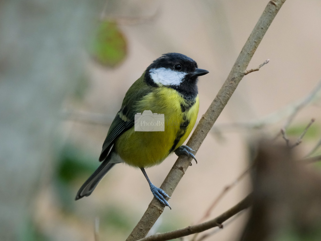 "Great Tit" stock image