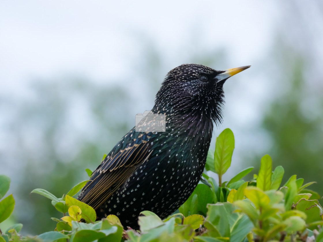 "Starling" stock image