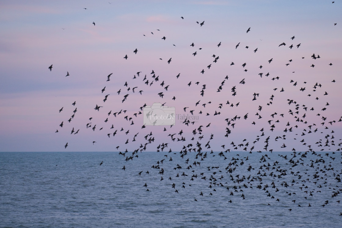 "Murmuration" stock image