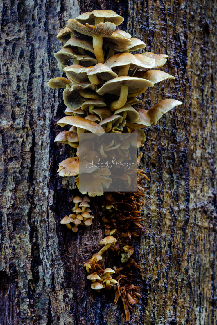 "Cluster of Fungi" stock image