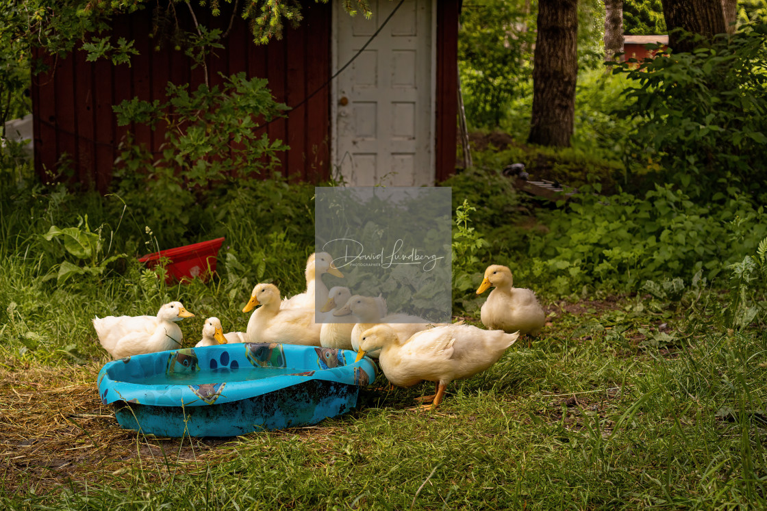 "Farm Life" stock image