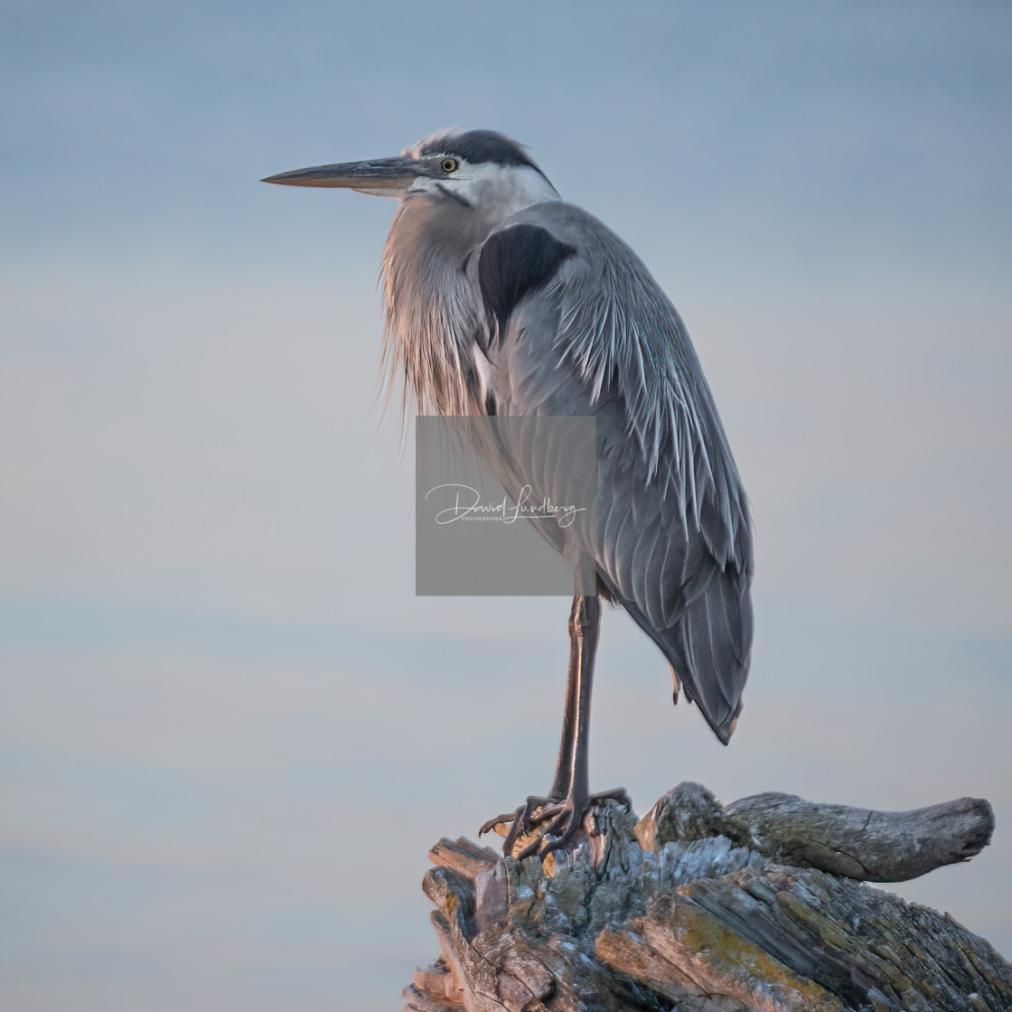 "The Great Blue Heron" stock image