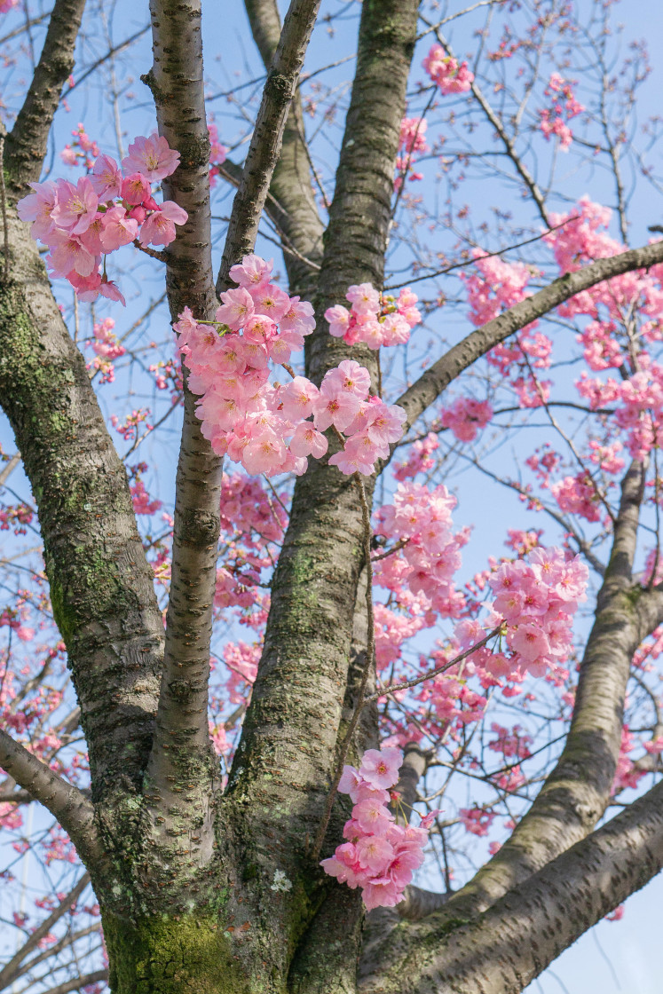 "Blooming Sakura in Kyoto, Japan" stock image