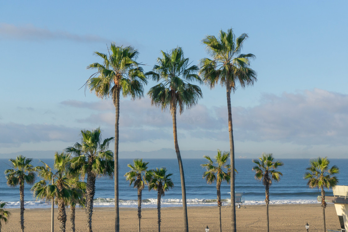 "Palm Trees at a Huntington Beach Morning" stock image