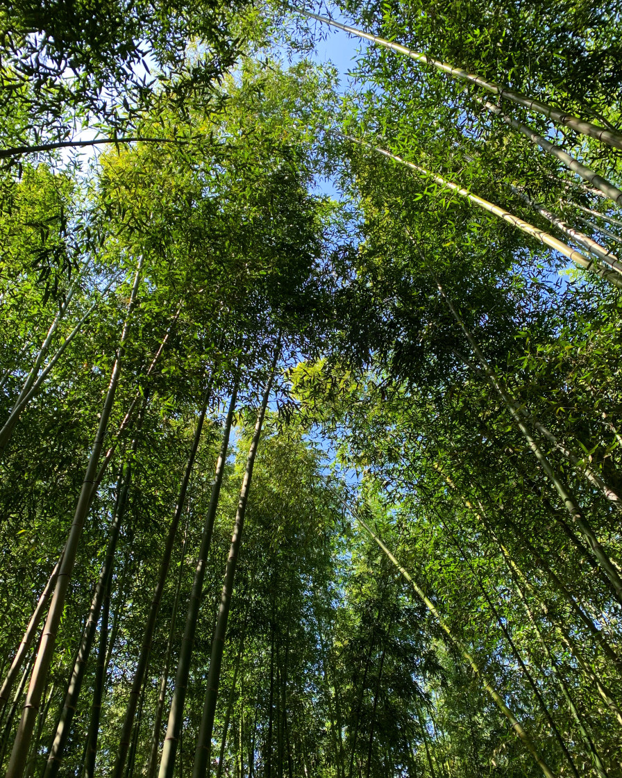 "Looking Up on the Arashiyama Bamboo" stock image