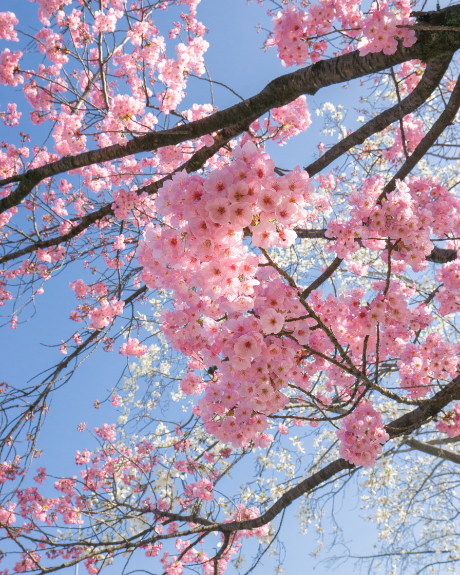 "Sakura Spring from Kyoto, Japan" stock image