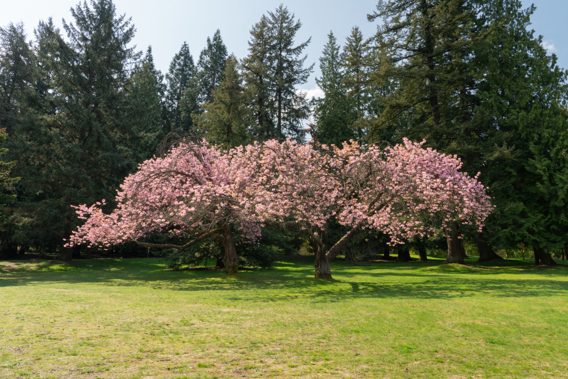 "Blossoming in Vancouver B.C." stock image