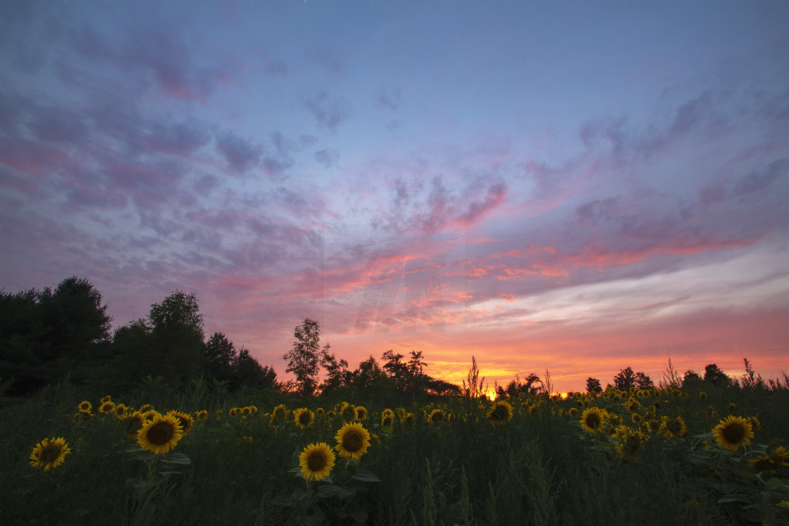 "Sunset over Sunflowers" stock image